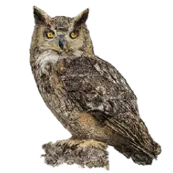 Great Horned Owl (Bubo virginianus) featured animal image on AnimalDex