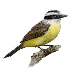 Great Kiskadee (Pitangus sulphuratus) featured animal image on AnimalDex