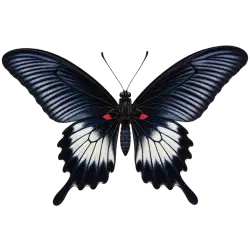 Great Mormon (Papilio memnon) thumbnail image on AnimalDex