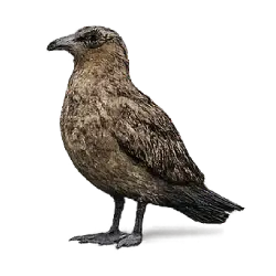Great Skua (Stercorarius skua) featured animal image on AnimalDex