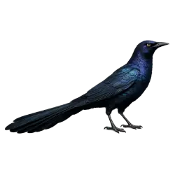 Great-tailed Grackle