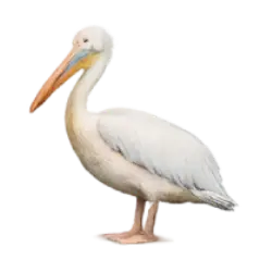 Great White Pelican (Pelecanus onocrotalus) thumbnail image on AnimalDex