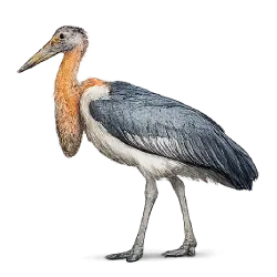 Greater Adjutant (Leptoptilos dubius) featured animal image on AnimalDex