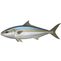Greater Amberjack