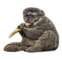 Greater Bamboo Lemur (Prolemur simus) featured animal image on AnimalDex