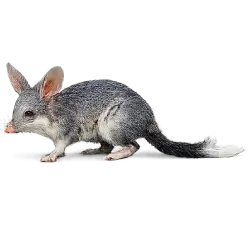 Greater Bilby (Macrotis lagotis) featured animal image on AnimalDex