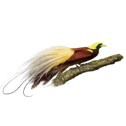 Greater Bird-of-paradise (Paradisaea apoda) thumbnail image on AnimalDex