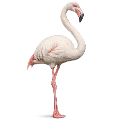 Greater Flamingo (Phoenicopterus roseus) thumbnail image on AnimalDex