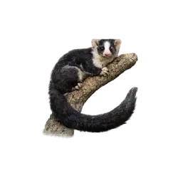 Greater Glider (Petauroides volans) featured animal image on AnimalDex
