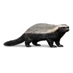 Greater Grison (Galictis vittata) featured animal image on AnimalDex