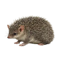 Greater Hedgehog Tenrec (Setifer setosus) thumbnail image on AnimalDex