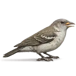 Greater Honeyguide animal lesson on AnimalDex