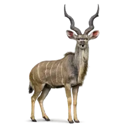 Greater Kudu (Tragelaphus strepsiceros) featured animal image on AnimalDex