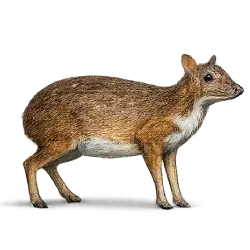 Greater Mouse-deer animal lesson image on AnimalDex
