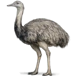 Greater Rhea animal lesson image on AnimalDex