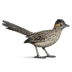 Greater Roadrunner (Geococcyx californianus) featured animal image on AnimalDex