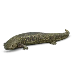 Greater Siren (Siren lacertina) featured animal image on AnimalDex