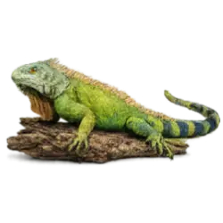 Green Iguana (Iguana iguana) featured animal image on AnimalDex