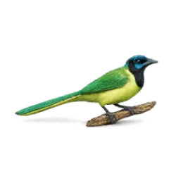 Green Jay (Cyanocorax yncas) featured animal image on AnimalDex