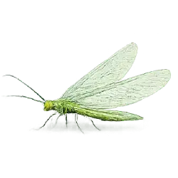 Green Lacewing (Chrysoperla carnea) featured animal image on AnimalDex