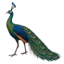 Green Peafowl (Pavo muticus) thumbnail image on AnimalDex