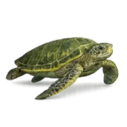 Green Sea Turtle (Chelonia mydas) featured animal image on AnimalDex