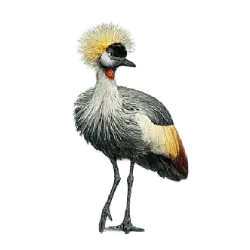 Grey Crowned Crane (Balearica regulorum) featured animal image on AnimalDex