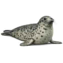 Grey Seal animal lesson image on AnimalDex