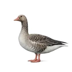 Greylag Goose (Anser anser) thumbnail image on AnimalDex