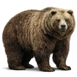 Grizzly Bear (Ursus arctos horribilis) featured animal image on AnimalDex