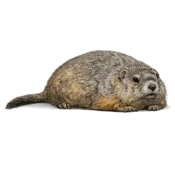 Groundhog