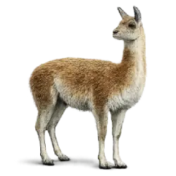 Guanaco (Lama guanicoe) featured animal image on AnimalDex