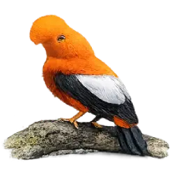 Guianan Cock-of-the-rock (Rupicola rupicola) featured animal image on AnimalDex
