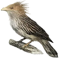Guira Cuckoo (Guira guira) featured animal image on AnimalDex