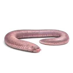 Hagfish animal lesson image on AnimalDex