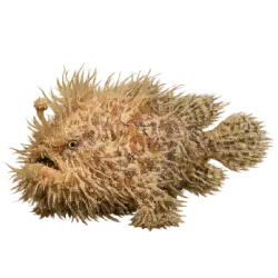 Hairy Frogfish (Antennarius striatus) thumbnail image on AnimalDex