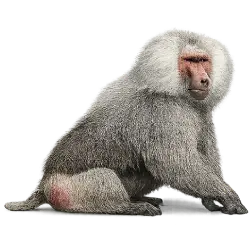 Hamadryas Baboon animal lesson image on AnimalDex