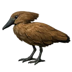 Hamerkop animal lesson image on AnimalDex