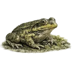 Hamilton's Frog (Leiopelma hamiltoni) featured animal image on AnimalDex