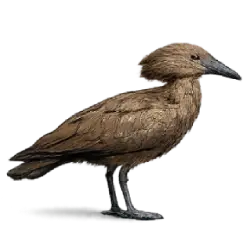 Hammerkop (Scopus umbretta) featured animal image on AnimalDex