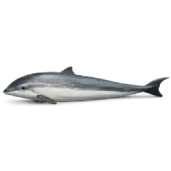 Harbor Porpoise (Phocoena phocoena) featured animal image on AnimalDex