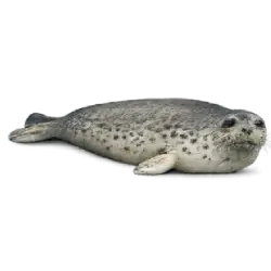 Harbor Seal (Phoca vitulina) featured animal image on AnimalDex