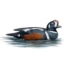 Harlequin Duck (Histrionicus histrionicus) featured animal image on AnimalDex