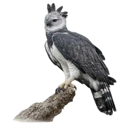 Harpy Eagle (Harpia harpyja) thumbnail image on AnimalDex