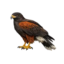 Harris’s Hawk