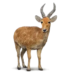 Hartebeest (Alcelaphus buselaphus) featured animal image on AnimalDex
