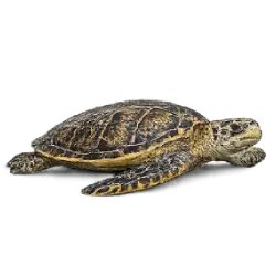 Hawksbill Sea Turtle (Eretmochelys imbricata) featured animal image on AnimalDex