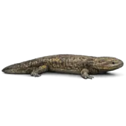 Hellbender (Cryptobranchus alleganiensis) featured animal image on AnimalDex