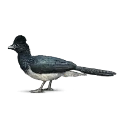 Helmeted Curassow animal lesson image on AnimalDex