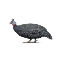 Helmeted Guineafowl (Numida meleagris) featured animal image on AnimalDex